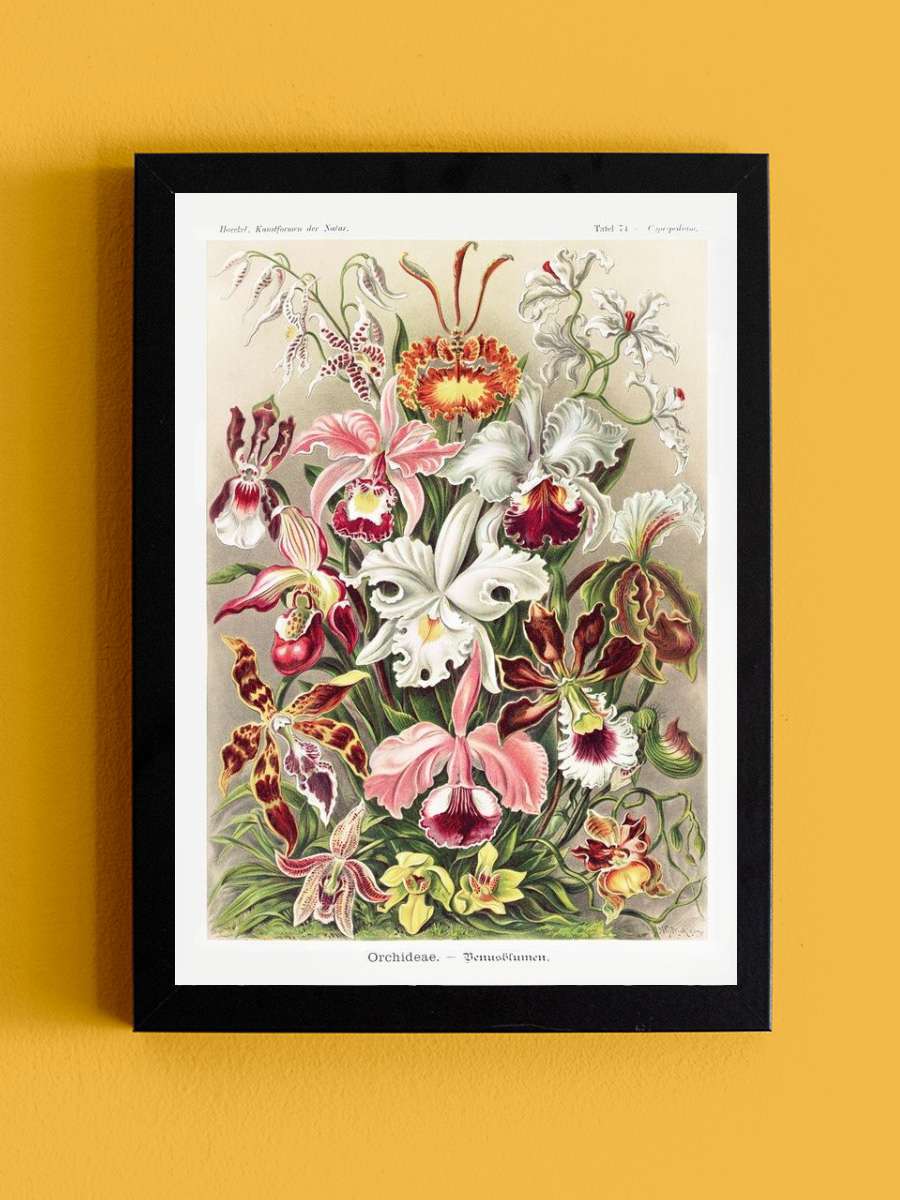 Ernst Haeckel - Orchideen Sanatsal Modern Tablo Siyah Çerçeveli Poster Modern Duvar Tablo