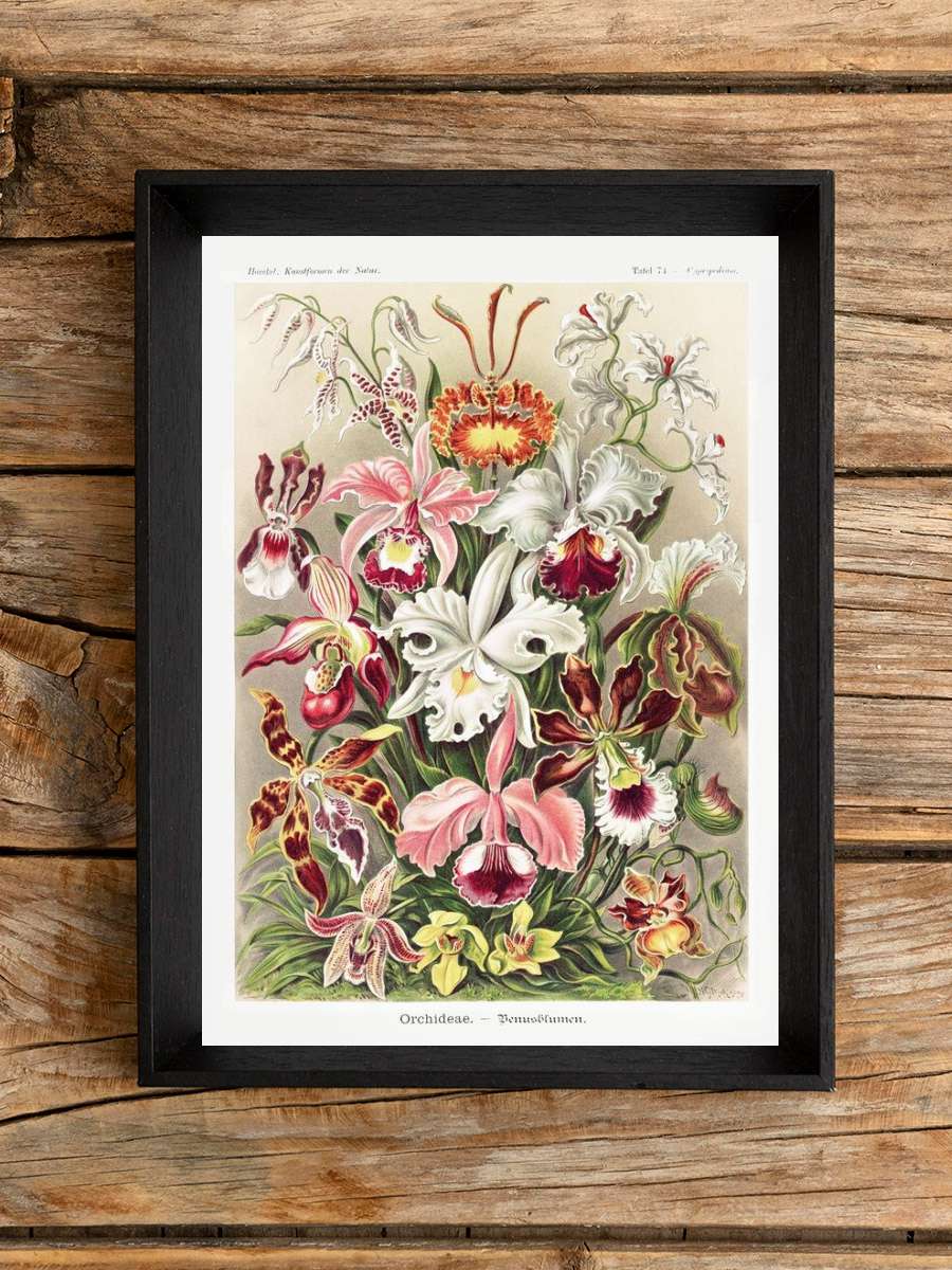 Ernst Haeckel - Orchideen Sanatsal Modern Tablo Siyah Çerçeveli Poster Modern Duvar Tablo