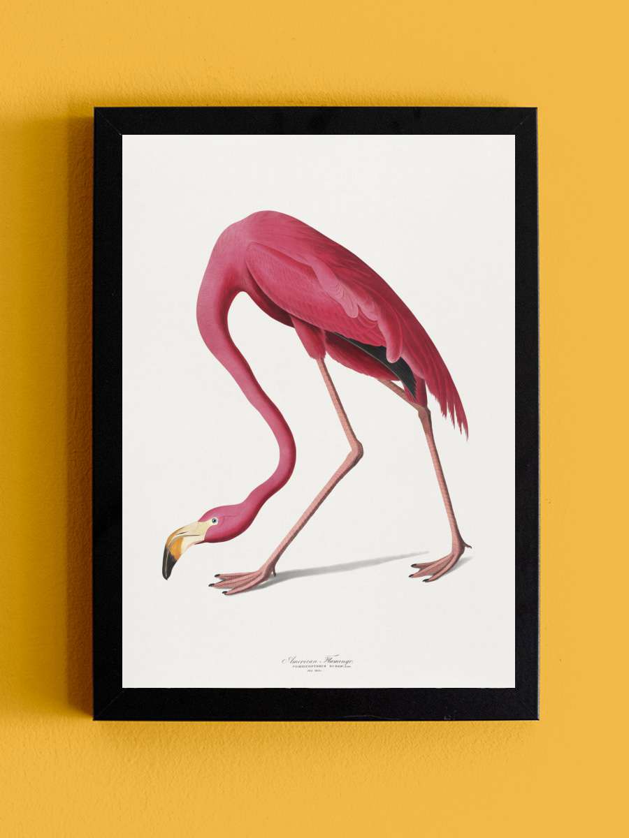 American Flamingo Sanatsal Modern Tablo Siyah Çerçeveli Poster Modern Duvar Tablo