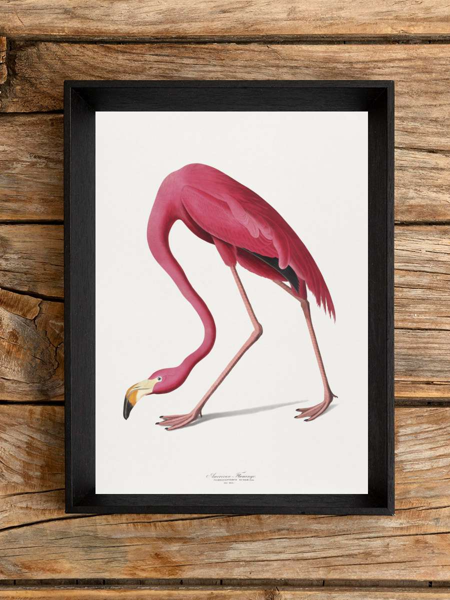 American Flamingo Sanatsal Modern Tablo Siyah Çerçeveli Poster Modern Duvar Tablo