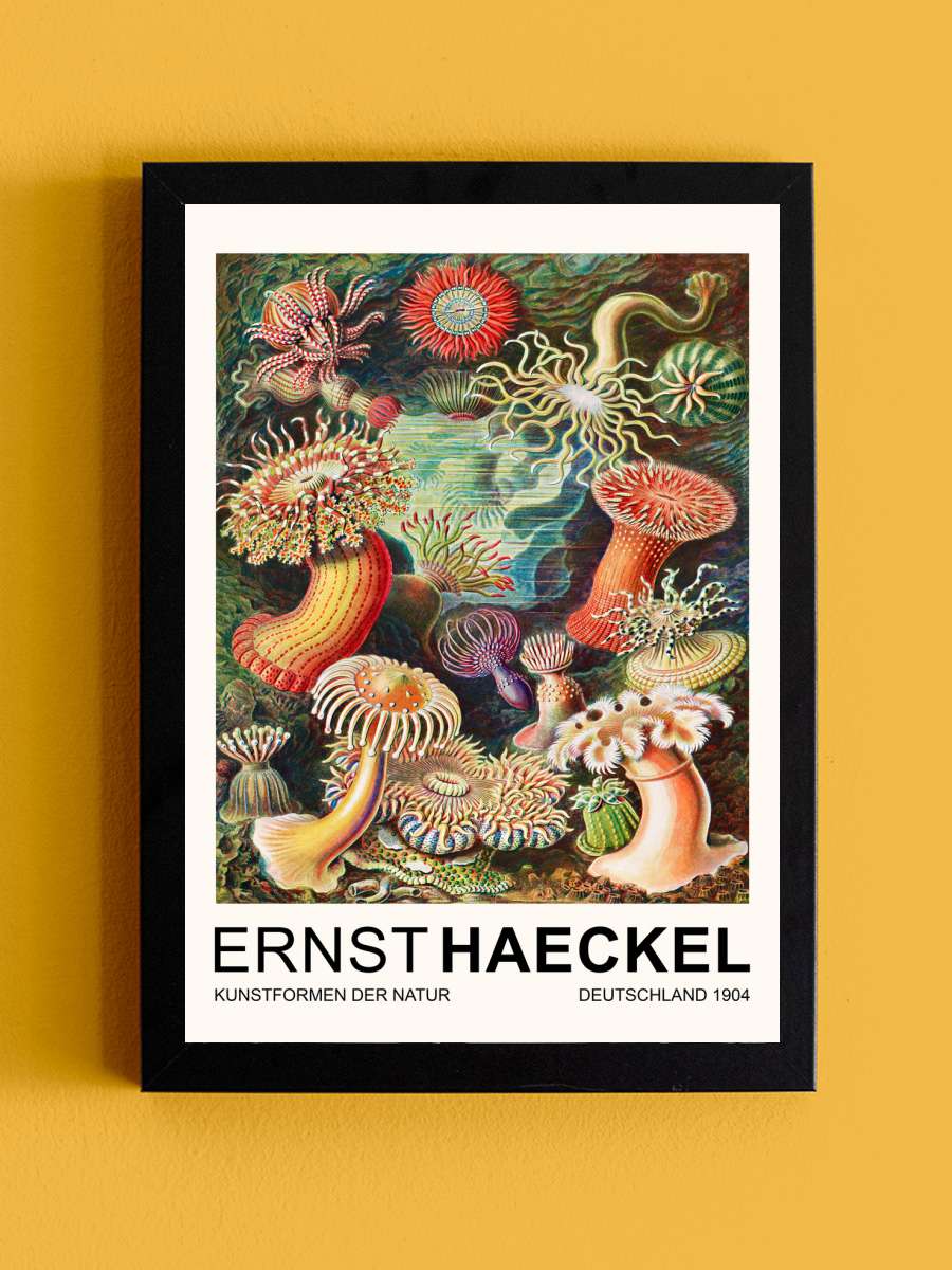 Actiniae–Seeanemonen / Sea… Sea Anemones (Vintage Academia)… Sanatsal Modern Tablo Siyah Çerçeveli Poster Modern Duvar Tablo