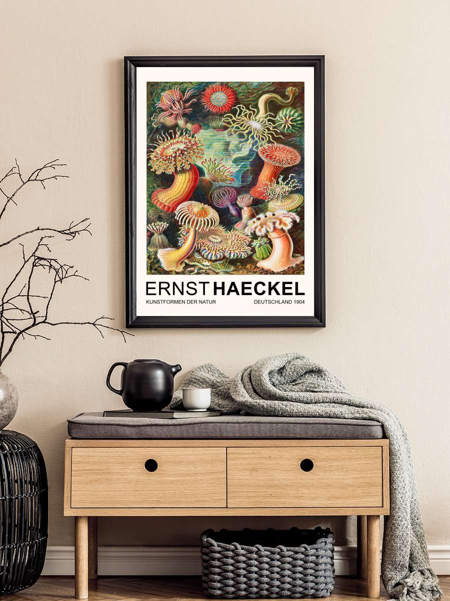 Actiniae–Seeanemonen / Sea… Sea Anemones (Vintage Academia)… Sanatsal Modern Tablo Siyah Çerçeveli Poster Modern Duvar Tablo