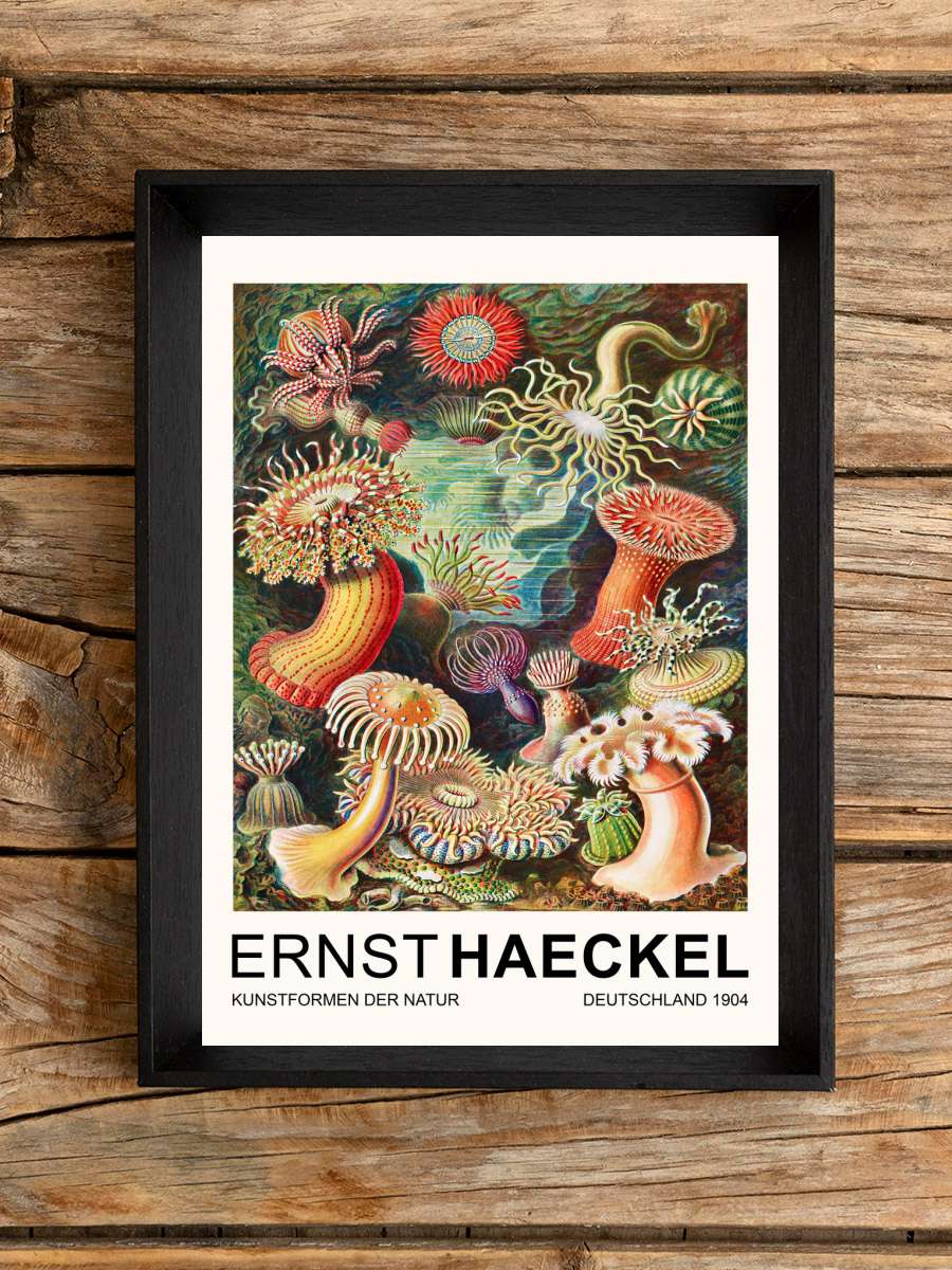 Actiniae–Seeanemonen / Sea… Sea Anemones (Vintage Academia)… Sanatsal Modern Tablo Siyah Çerçeveli Poster Modern Duvar Tablo