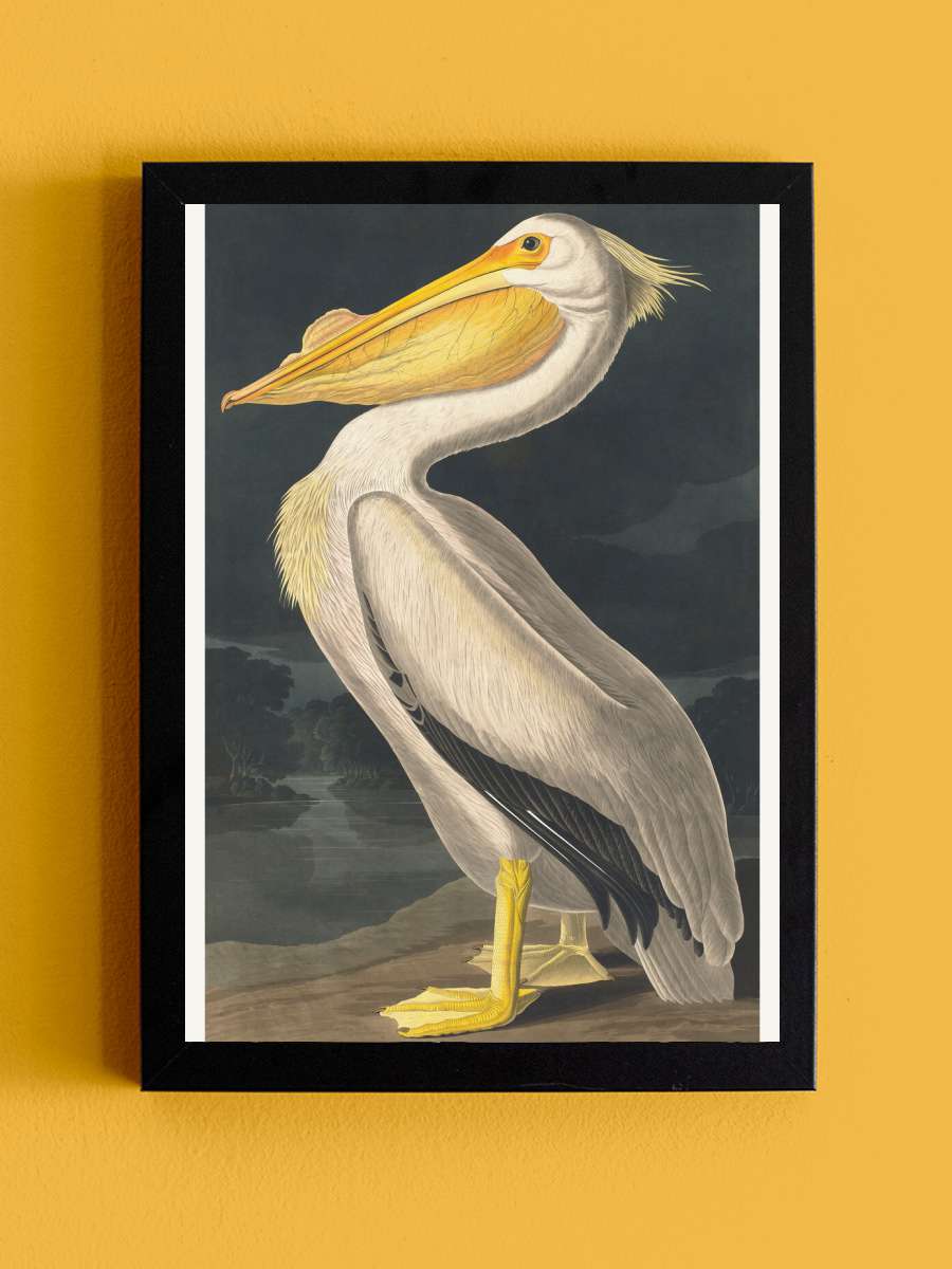 The White Pelican (Birds) -… - John James Audubon Sanatsal Modern Tablo Siyah Çerçeveli Poster Modern Duvar Tablo