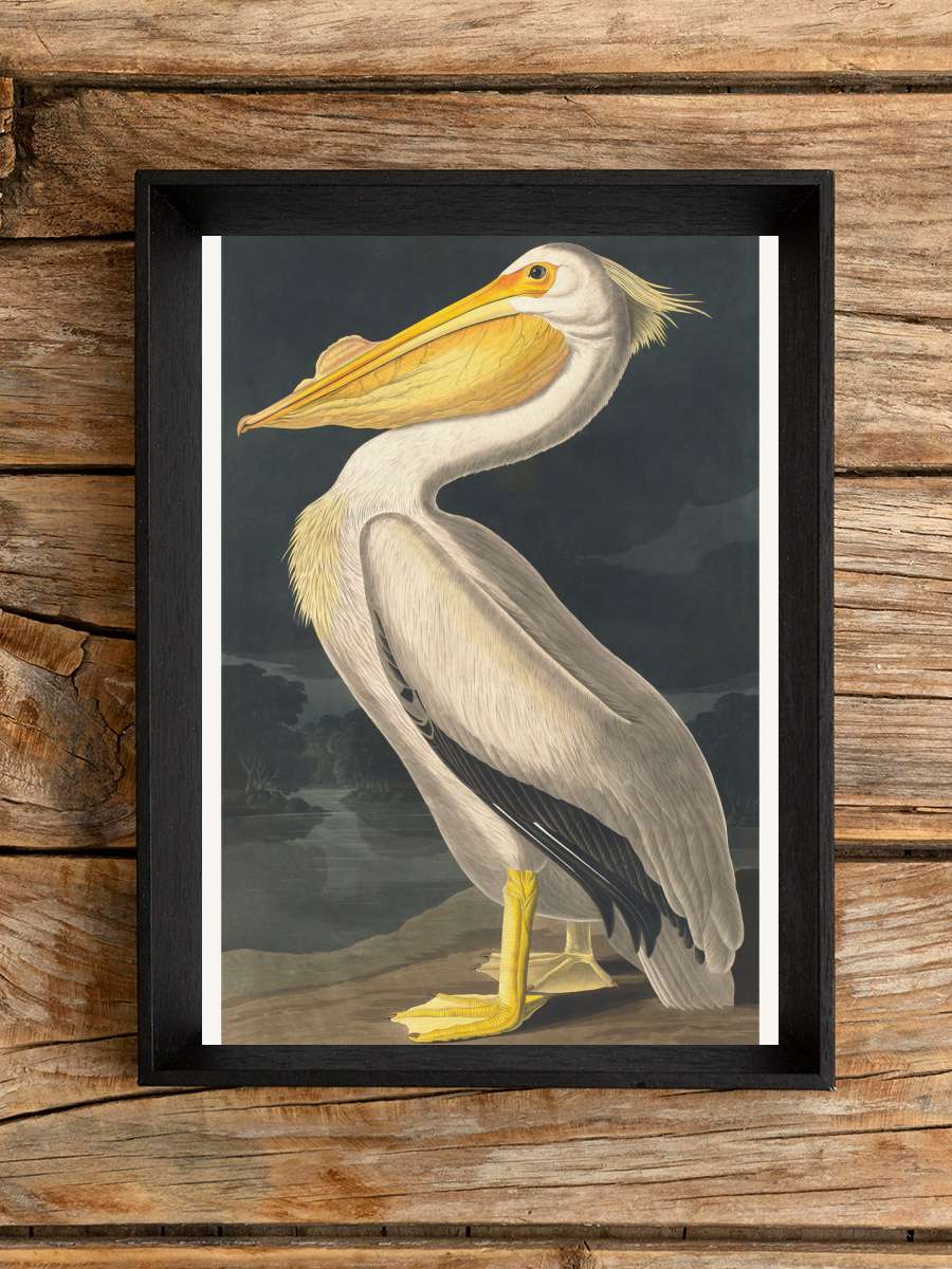 The White Pelican (Birds) -… - John James Audubon Sanatsal Modern Tablo Siyah Çerçeveli Poster Modern Duvar Tablo