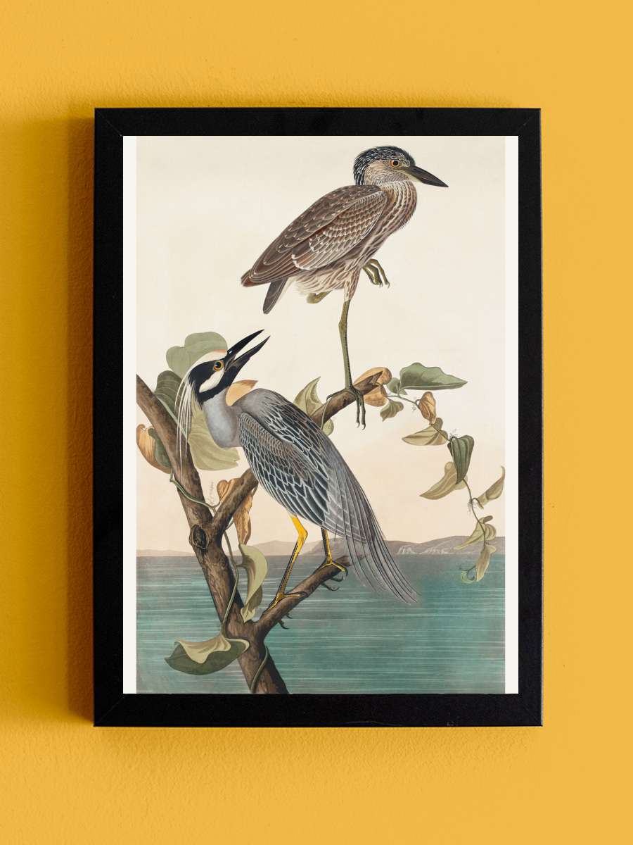 The Yellow Crowned Heron (Birds… (Birds) - John James Audubon Sanatsal Modern Tablo Siyah Çerçeveli Poster Modern Duvar Tablo