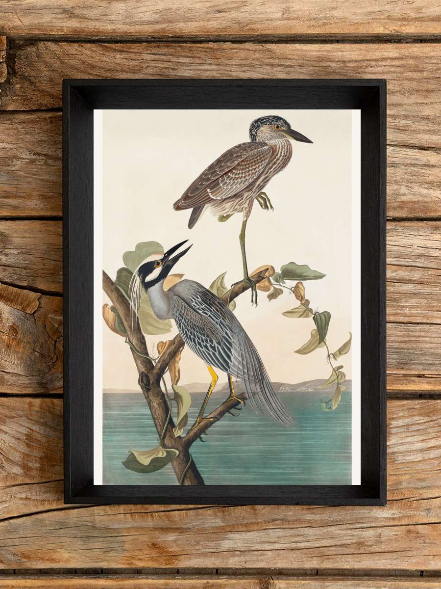 The Yellow Crowned Heron (Birds… (Birds) - John James Audubon Sanatsal Modern Tablo Siyah Çerçeveli Poster Modern Duvar Tablo