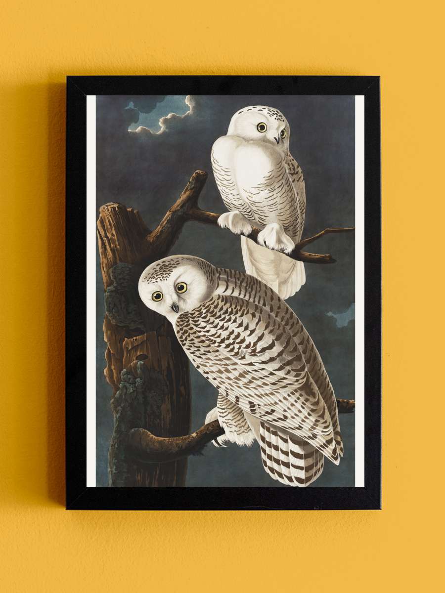 The Snowy Owl (Birds) - John… John James Audubon Sanatsal Modern Tablo Siyah Çerçeveli Poster Modern Duvar Tablo