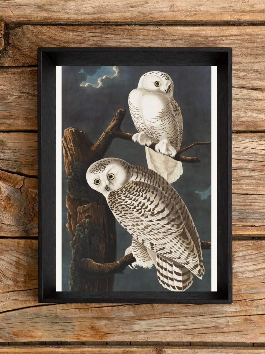 The Snowy Owl (Birds) - John… John James Audubon Sanatsal Modern Tablo Siyah Çerçeveli Poster Modern Duvar Tablo