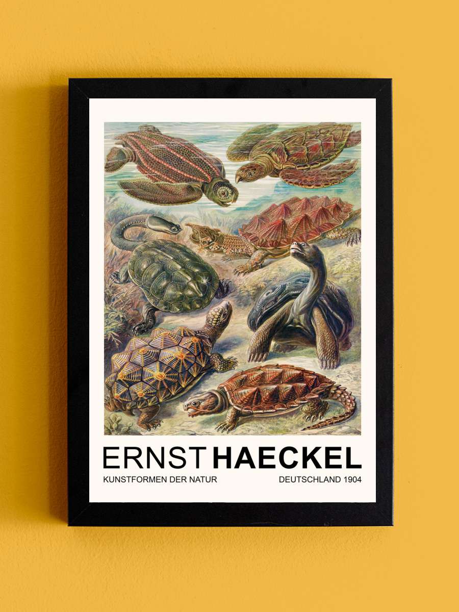 Chelonia–Schildkröten / Turtles… Turtles (Vintage Academia) -… Sanatsal Modern Tablo Siyah Çerçeveli Poster Modern Duvar Tablo