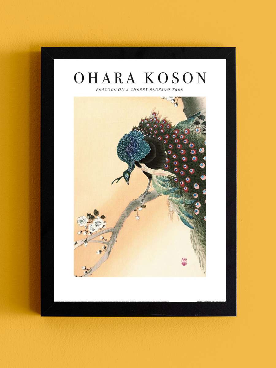 Ohara Koson - Peacock on a Cherry Blossom Tree Sanatsal Modern Tablo Siyah Çerçeveli Poster Modern Duvar Tablo